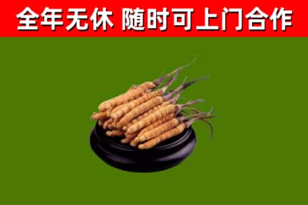 绥宁烟酒回收冬虫夏草.jpg